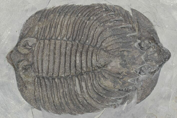 Double Arctinurus Trilobite Plate - Middleport, New York #232138